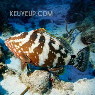 Ikan grouper hitam (Epinephelus marginatus)