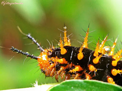 Hypolimnas bolina caterpillar
