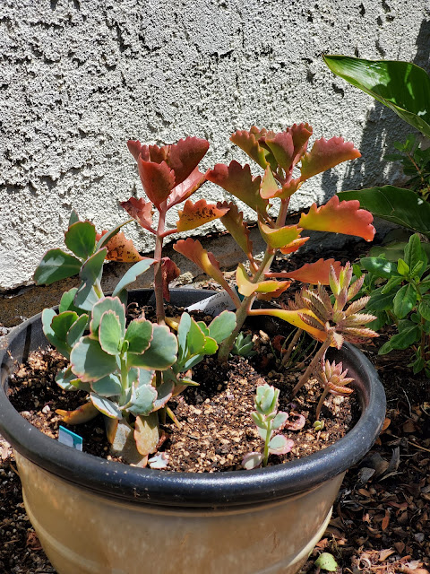 K fedtschenkoi and longiflora in pot against stucco wall