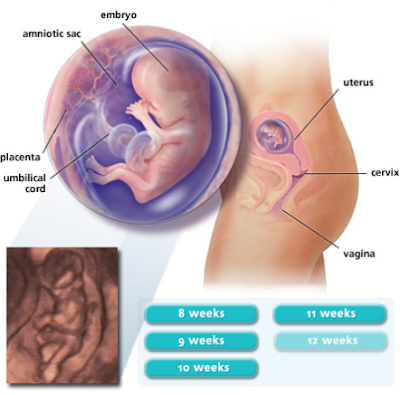 Early Pregnancy Symptoms: First Signs You Might Be Pregnant