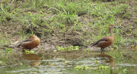 Lesser Whistling-Duck