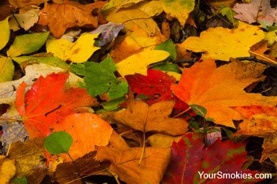 bright colored leaves above were on the forest floor yesterday on the Old Settlers Trail