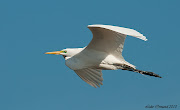 A little later on I captured this Great Egret in flight: (great egret in flight )