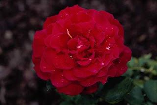 rose_flower