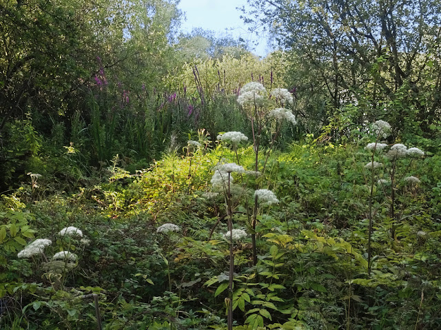 Hogweed on bank of Dickerson's Pit