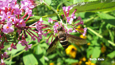 Fly on plant