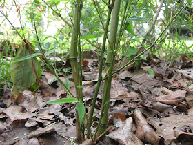 transplant bamboo plant, how to, diy, garden, tree
