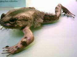 Bone-breaking horror frog