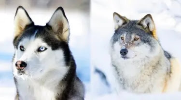 Husky vs Wolf