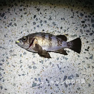 ガルプベビーサーディンで釣った23㎝のメバル