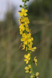 Agrimony