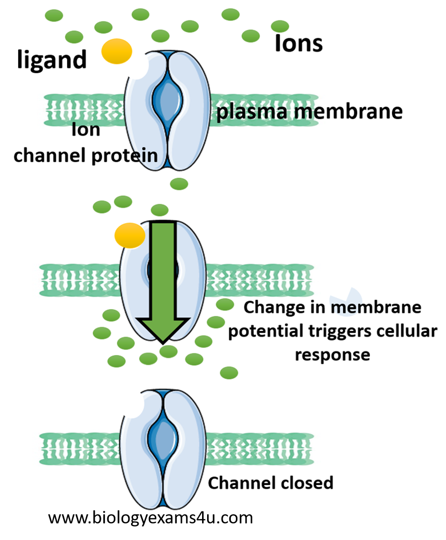 voltage gated ion channels