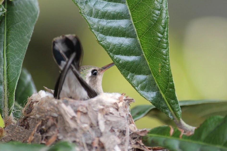 The Ingenious Nest Of A Humming Bird