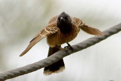 "Red-vented Bulbul - Pycnonotus cafer,perched on a cable doing a gig."