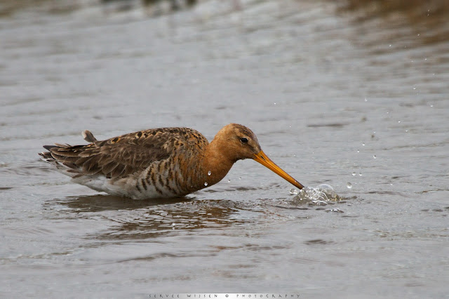 Grutto - Black-tailed Godwit - Limosa limosa