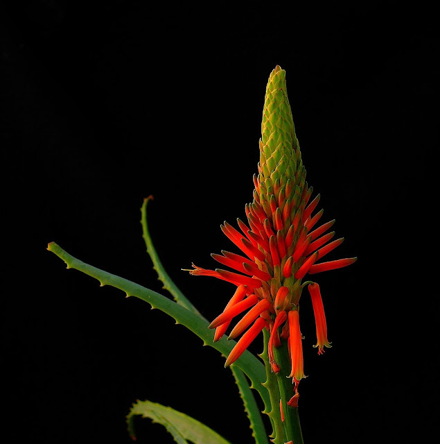 aloes flower wallpaper