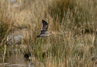 snipe bird