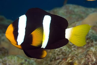 Clarkii anemonefish