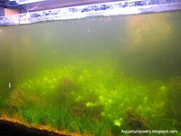 Green water - Alga Bloom