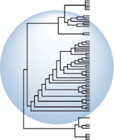 life tree cladograms cladistics cladogramas cladistica