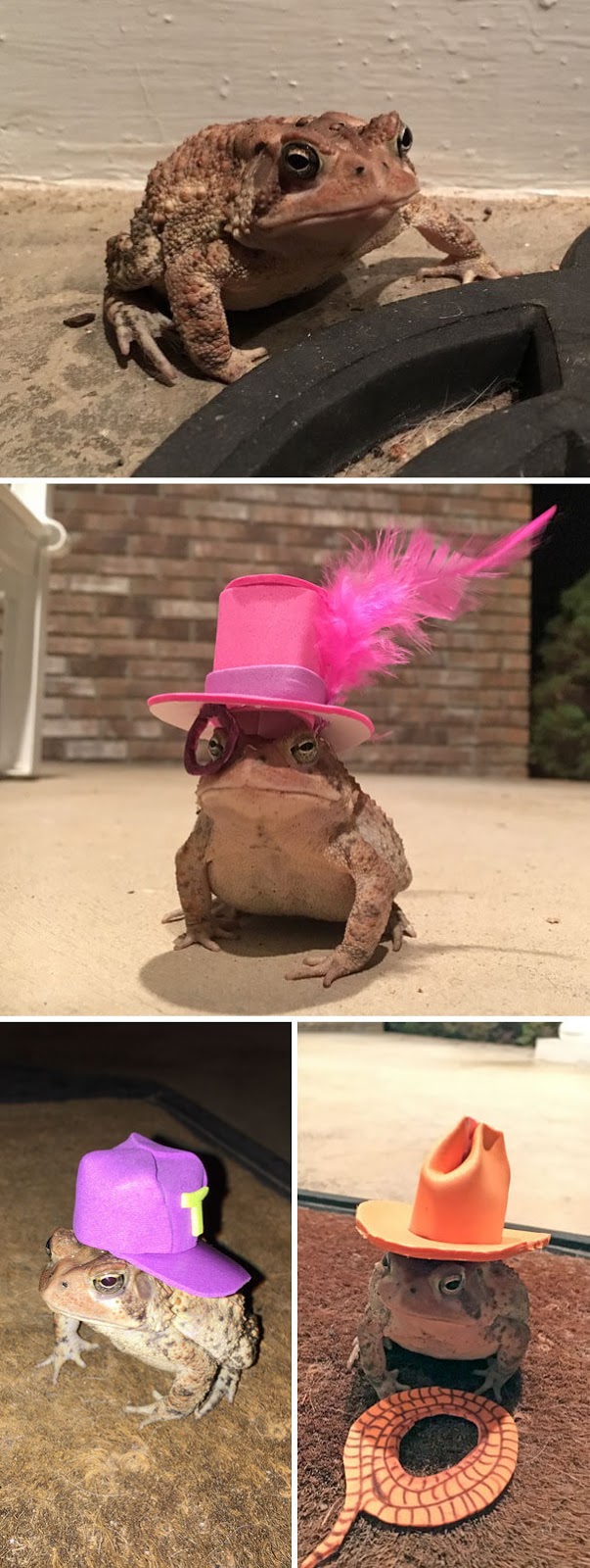 40 Heartwarming Pictures Of Animals - This Toad Kept Coming To My Porch, So I Started Making Him Tiny Hats