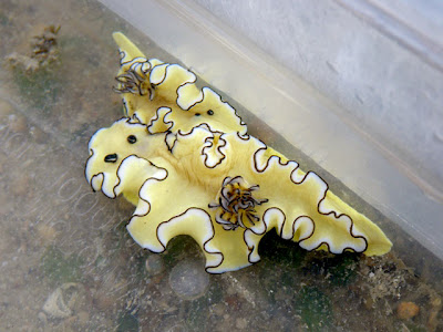 Black Margined glossodoris Nudibranch (Glossodoris atromarginata)