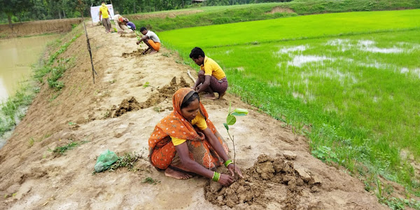  Amrt Mahotsav | अमृत महोत्सव पर हरियाली में वृद्धि तथा जल सरंक्षण एवं संचय करना है मुख्य लक्ष्य : कलेक्टर | वृक्षमाला नदीतट संरक्षण महाअभियान के अंतर्गत होगा पौधारोपण कार्यक्रम