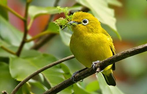 http://kicau17.blogspot.com/2016/05/mengenal-lebih-jauh-burung-pleci-asal.html