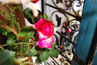 Minirrosa vermelha na varanda