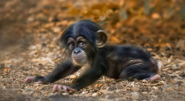 Cute little monkey | Beautiful Pictures Of Animals