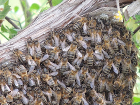 ENJAMBRE DE ABEJAS