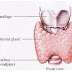 Tiroid dan Paratiroid