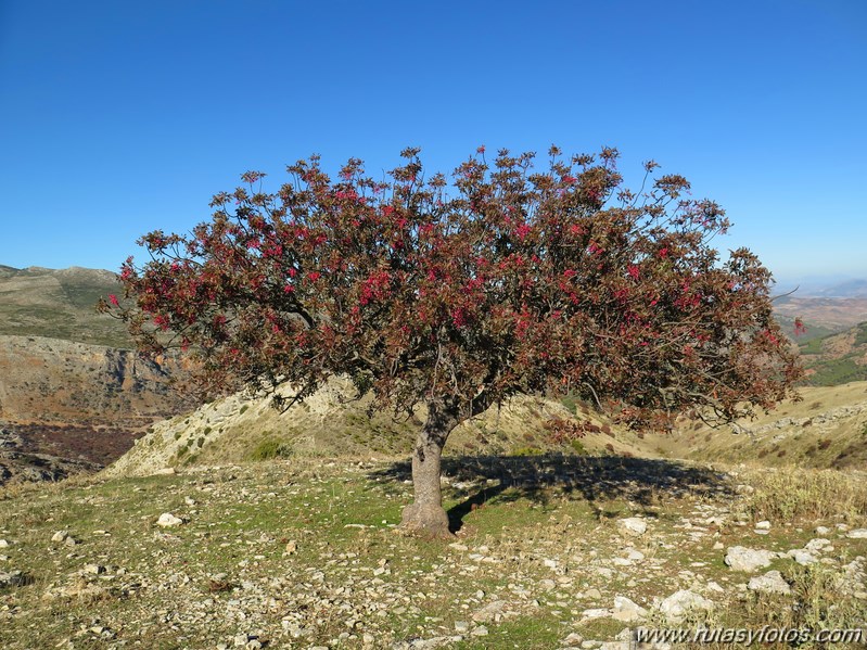 Valle de Lifa