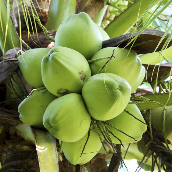 bibit kelapa lombok