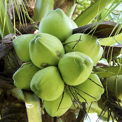 Harga Jual Bibit Kelapa Yang Bagus