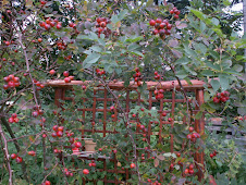 rosa canina