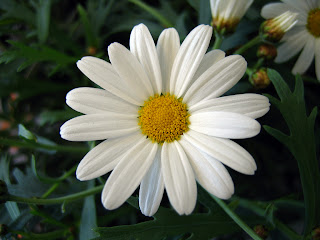 Margueritedaisy Flowers on Marguerite Daisy Flowers 724870 1024 768 Jpg