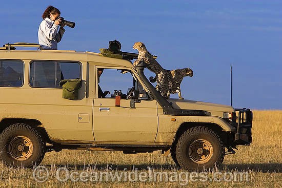 Masai mara cheetah on the hood