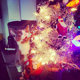 Funny cats - part 80 (40 pics + 10 gifs), cat and christmas tree