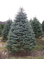 real christmas trees