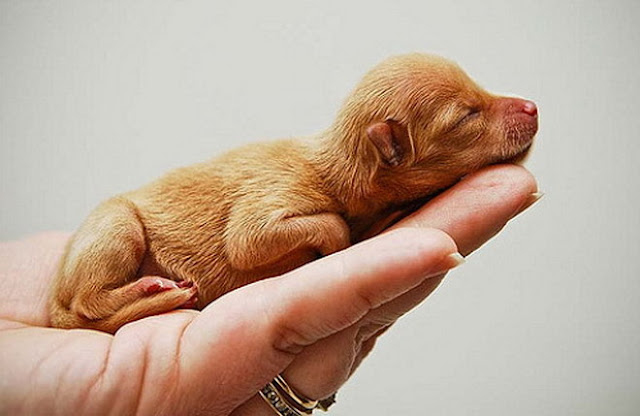 Puppy in a hand