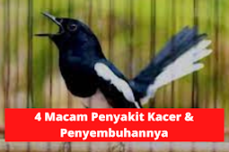 4 Macam Penyakit Burung Kacer Dan Cara Penyembuhannya