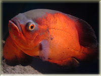 Oscar Fish Pictures