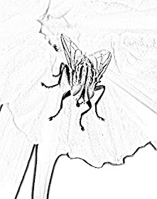 sketch of fly on flower
