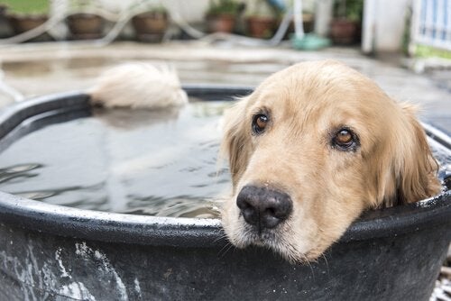 Summertime Care For Your Pets