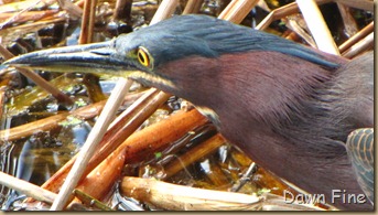 Green Heron (4)
