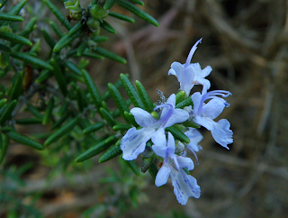 Closeup of Rosemary Blossom