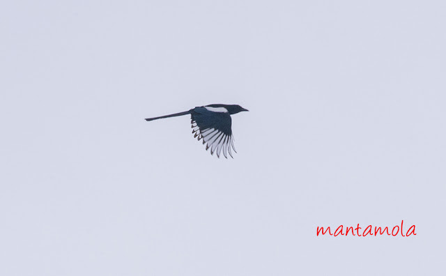 Common Magpie