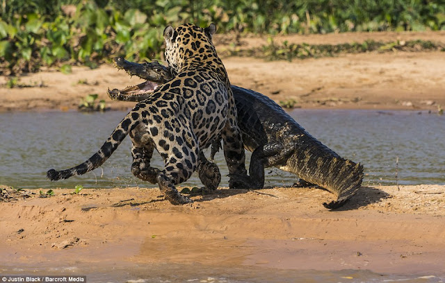 Jaguar hunts caiman (10 pics), jaguar vs caiman, amazing animal pictures, jaguar pics, jaguar kills caiman pics