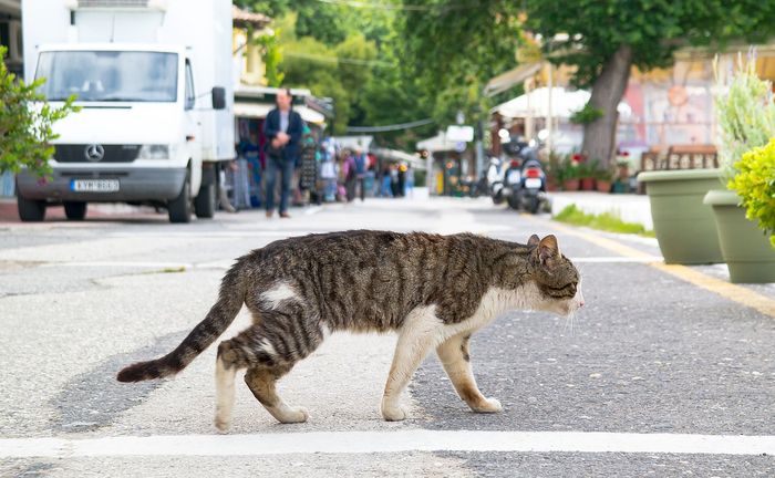 Mengapa Menabrak Kucing di Jalan Bisa Bikin Sial?